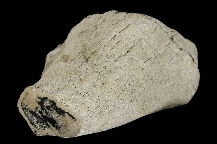 Rare Petrified Snakewood (Mennegoxylon) Limb Section - Texas #166445